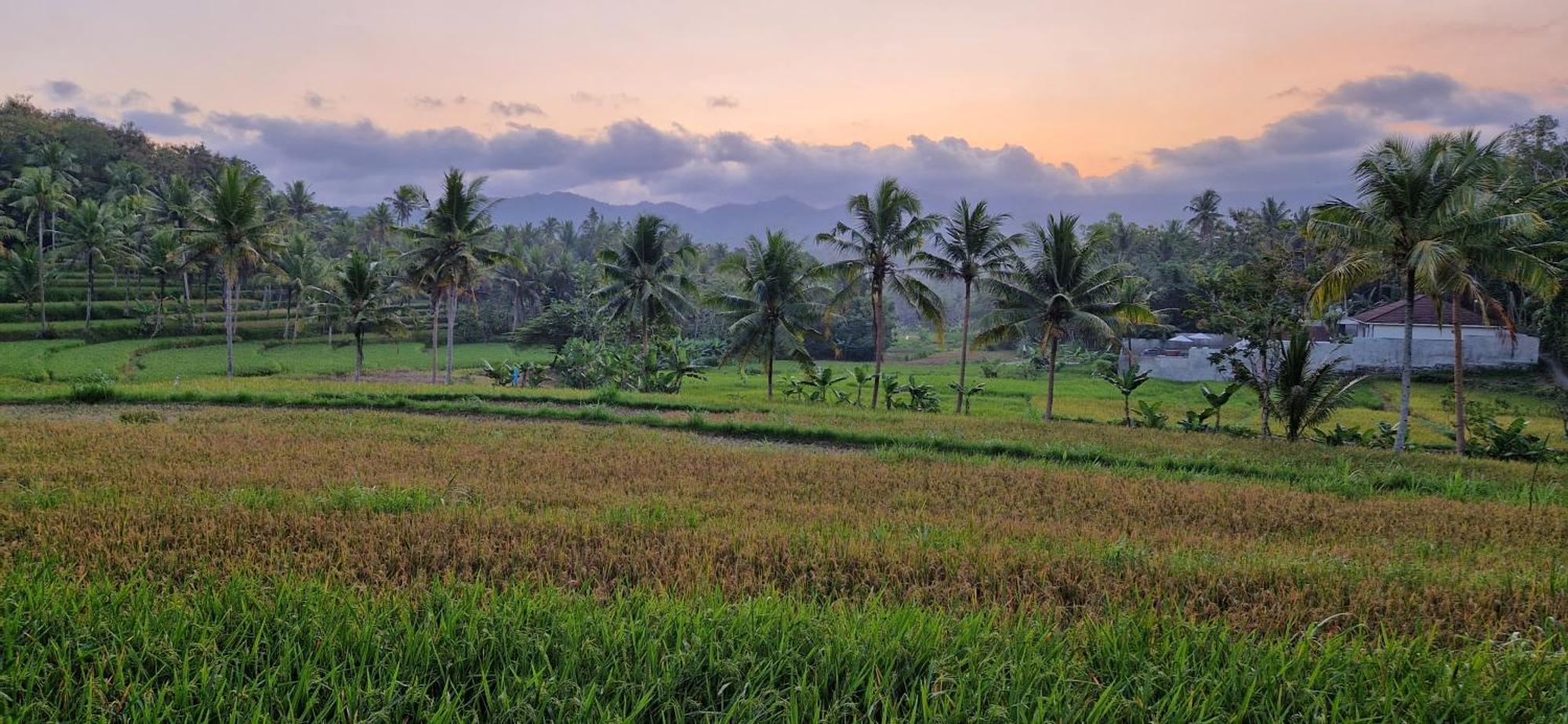 Norwegia - Pool With Panorama Rice Field View Yogyakarta