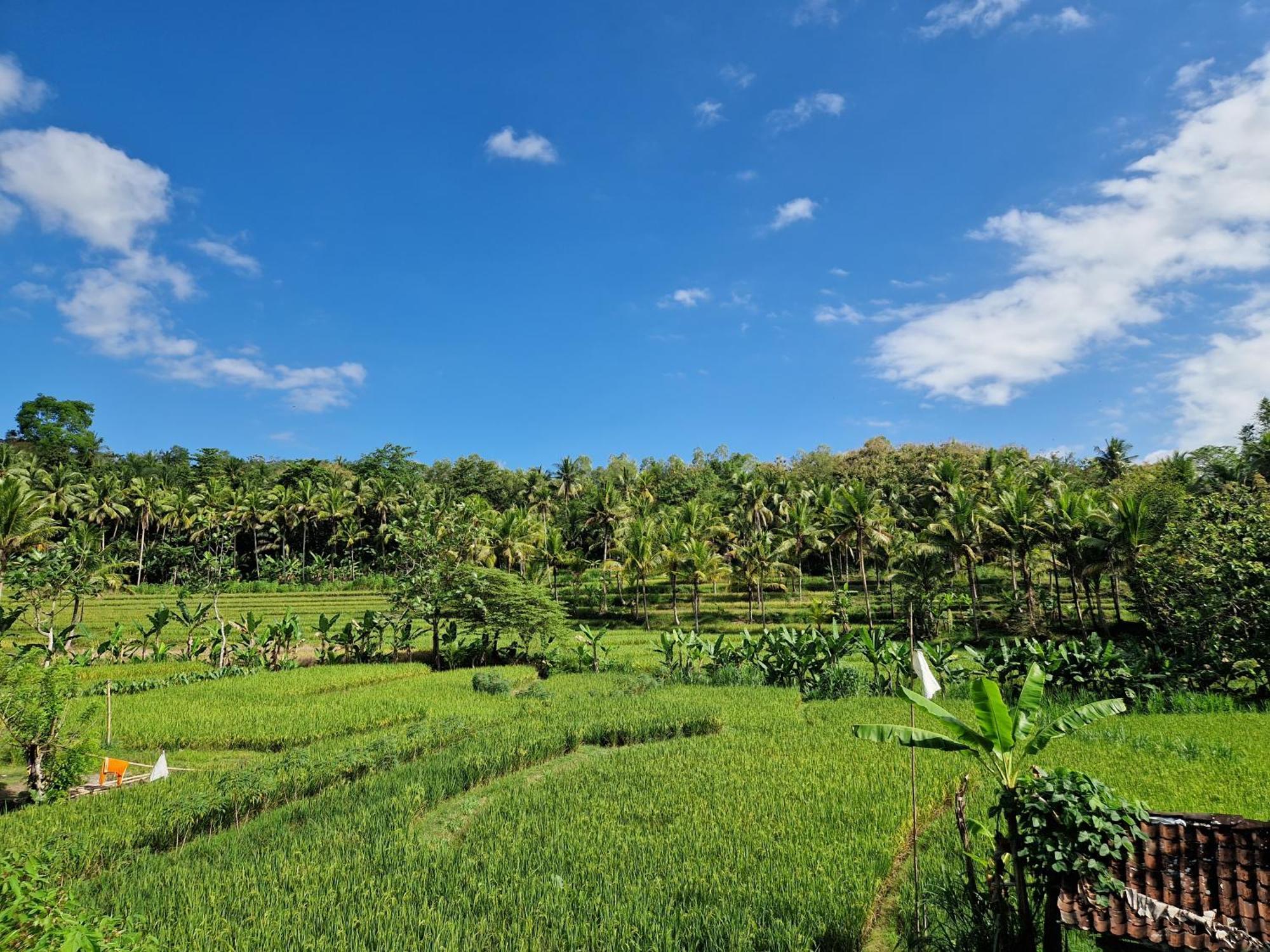 Norwegia - Pool With Panorama Rice Field View