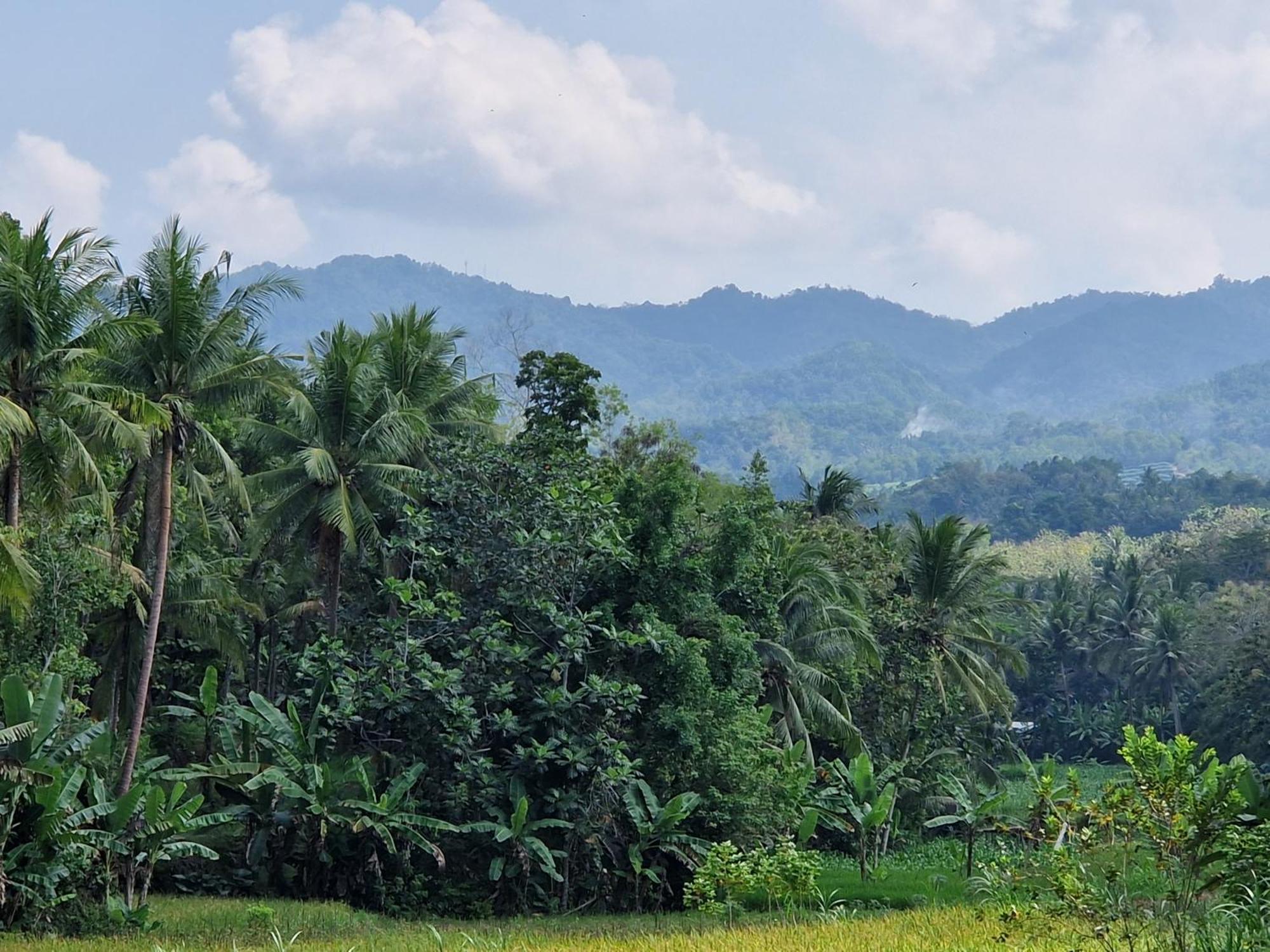 Norwegia - Pool With Panorama Rice Field View * Yogyakarta